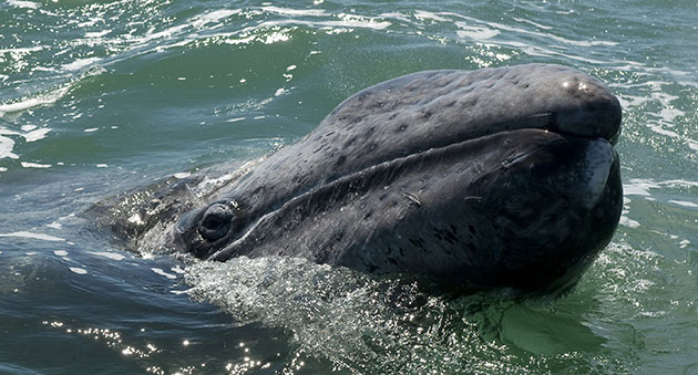 Week in wildlife: A grey whale calf emerges from the water at the San Ignacio Lagoon, Mexico