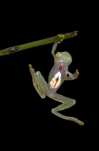 Week in wildlife: A glass frog from western Ecuador