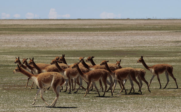 Week in wildlife: Camelids, known as 