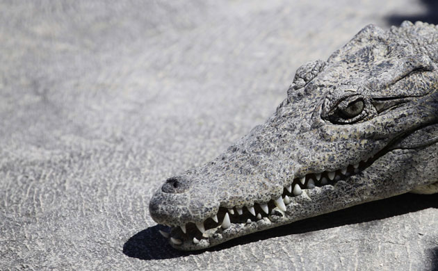 Week in wildlife: A crocodile rests at Zapata Swamp Biosphere Reserve Park, Cuba