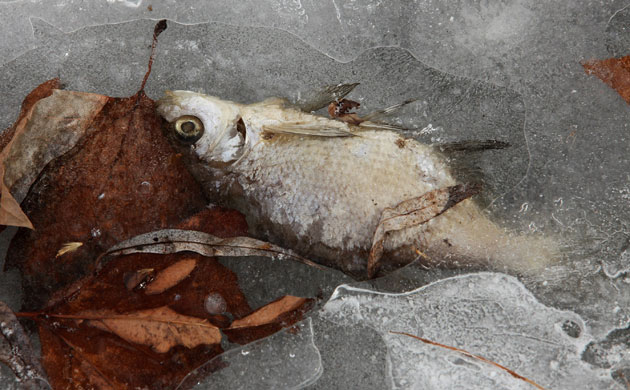 Week in wildlife: A dead fish lies in ice at frozen Lietzensee Lake Berlin, Germany