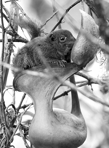 Week in wildlife: the giant montane pitcher plant of Borneo feeds on tree shrews poo