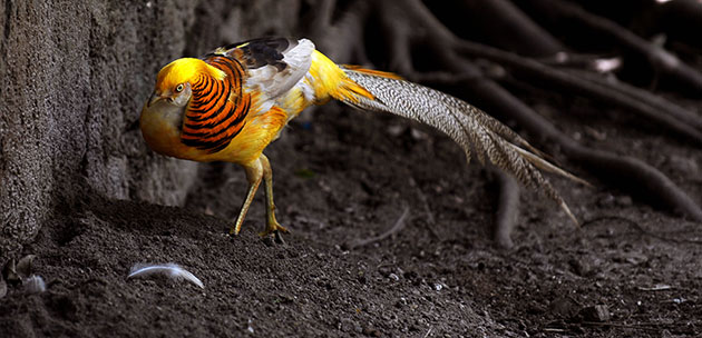 Week in wildlife: A golden pheasant