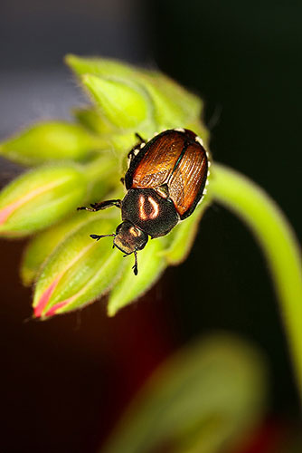 Week in wildlife:  Japanese Beetle