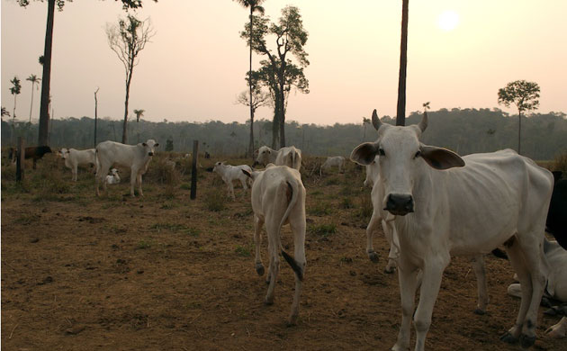 Cristalino State Park: Amazon’s Cristalino State Park, Brazil 