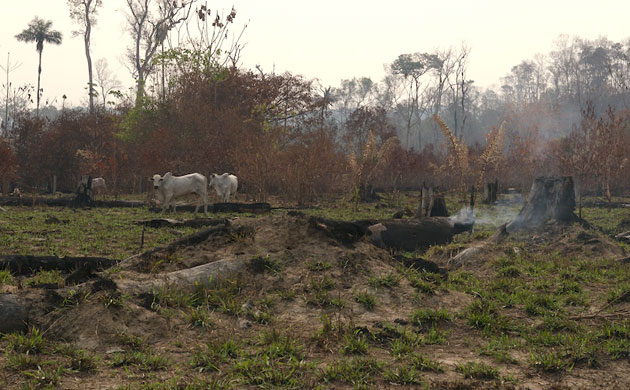 Cristalino State Park: Amazon’s Cristalino State Park, Brazil