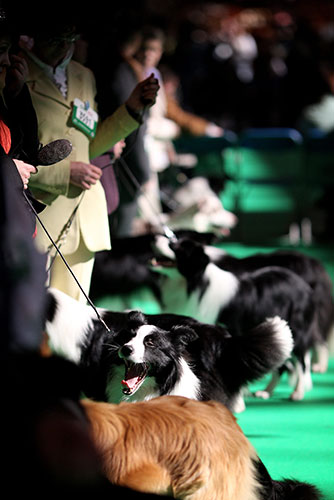 24 hours in pictures: Dogs And Owners Gather For 2010 Crufts Dog Show