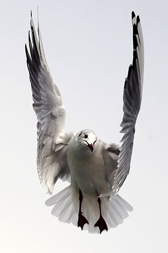 24 hours in pictures: Bosphorus, Istanbul: A seagull flies over a ferry