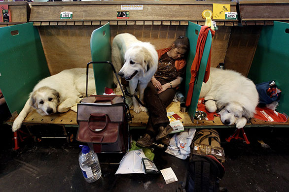 Crufts: Dogs And Owners Gather For 2010 Crufts Dog Show