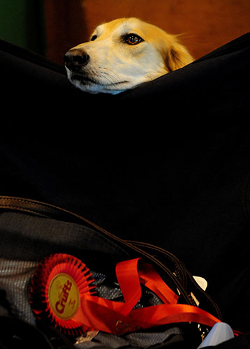 Crufts: Crufts 2010 A Saluki rests with it's very highly commended rosette