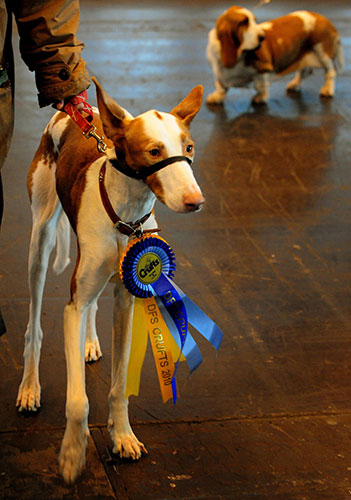 Crufts: Crufts 2010 A Ibizan Hound after judging