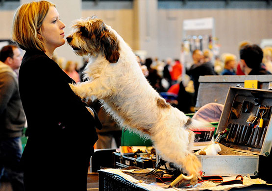Crufts: Crufts 2010 A Basset Griffon Vendeen with its owner