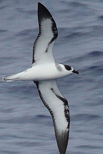Week in wildlife: The Vanuatu Petrel