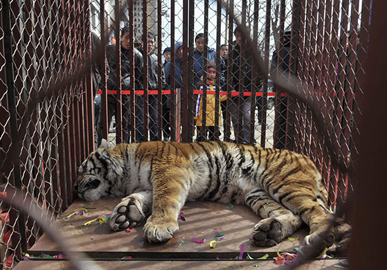 24 hours: Shenyang, China: A Northeast tiger lies in a cage
