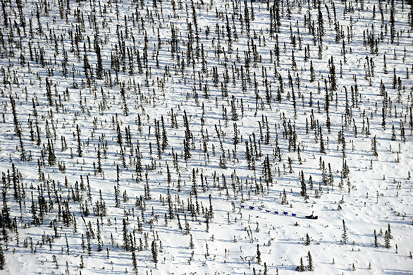 24 hours: Alaska, USA: An Iditarod musher cruises through the thin spruce forest