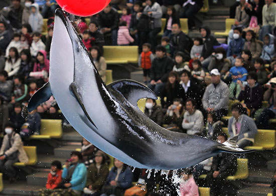 24 hours: Yokohama, Japan: A dolphin performs at the Hakkeijima Sea Paradise