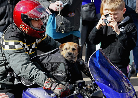 Wootton Bassett bikers: A dog joins some of the 10,000 bikers 