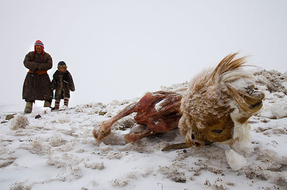 24 hours in pictures: mongolian winter claims nomadic herders' livestock