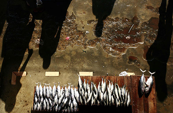 24 hours in pictures: the fish market in Colombo, Sri Lanka