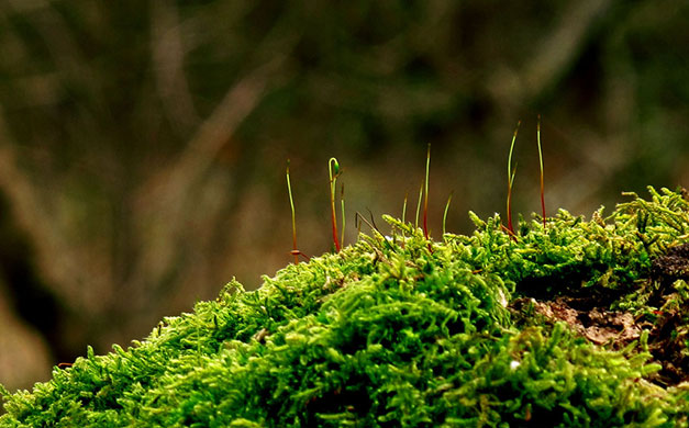 Signs of spring 2010: Readers photographs gallery on Flickr