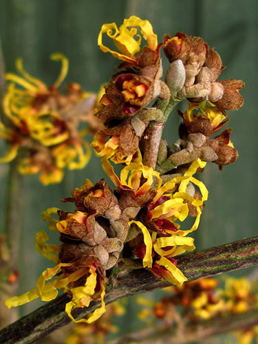 Signs of spring 2010: Readers photographs gallery on Flickr