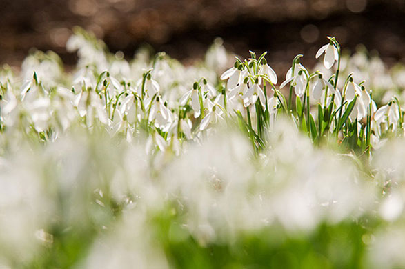 Signs of spring 2010: Readers photographs gallery on Flickr
