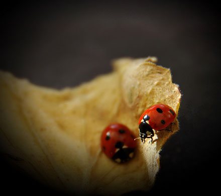 Signs of spring 2010: Readers photographs gallery on Flickr