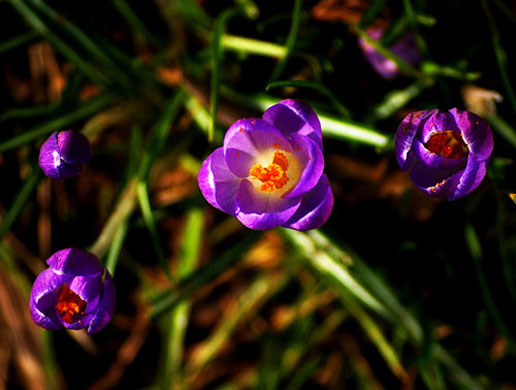 Signs of spring 2010: Readers photographs gallery on Flickr