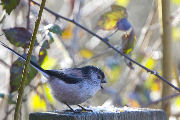 Signs of spring 2010: Readers photographs gallery on Flickr