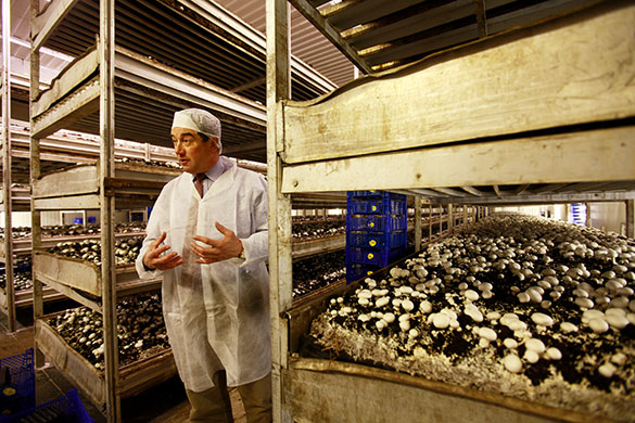 John Lewis: The mushroom farm. The Leckford Abbas estate, owned by John Lewis/Waitrose