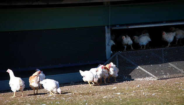 John Lewis: The chicken huts at the Leckford Abbas estate owned by John Lewis