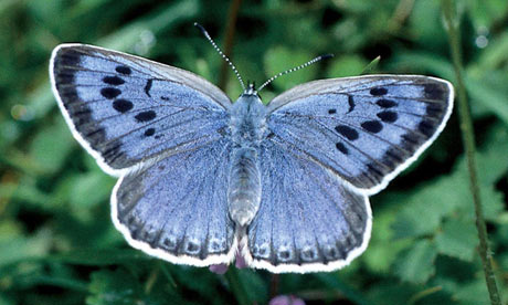 Large blue butterfly