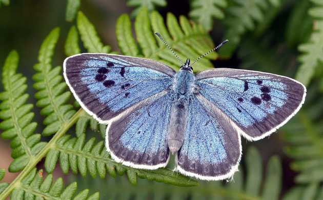 Butterfly IUCN red list: Large Blue Butterfly