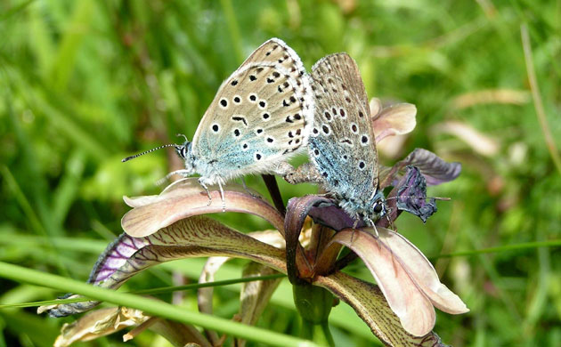 Butterfly IUCN red list: Large Blue Butterfly