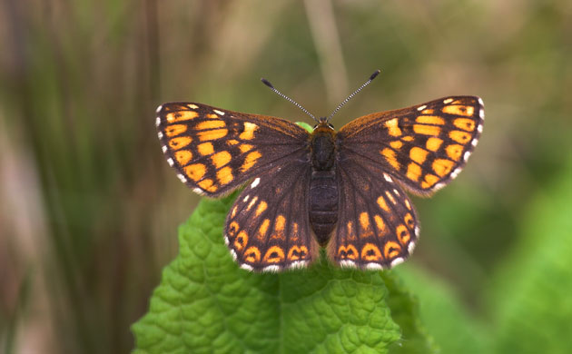 Butterfly IUCN red list: Duke of Burgundy butterfly