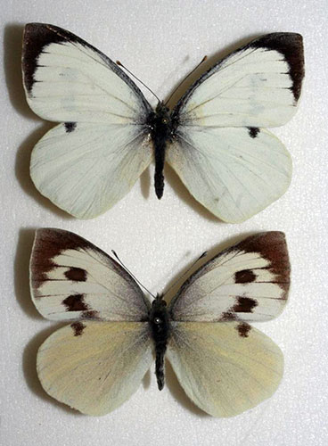 Butterfly IUCN red list: Madeiran Large White
