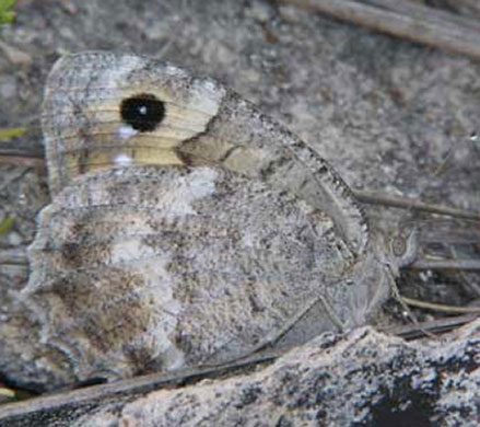 Butterfly IUCN red list: Macedonian Grayling