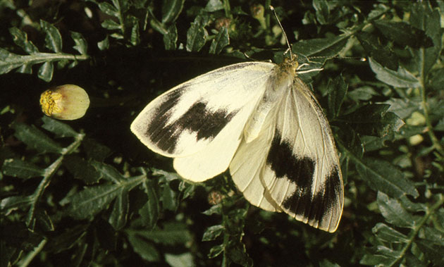 Butterfly IUCN red list: Canary Islands Large White 