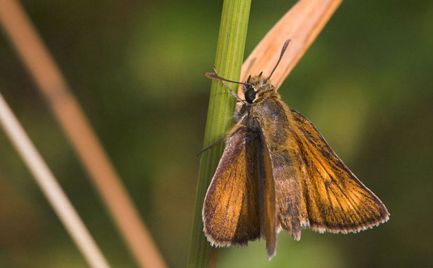 Butterfly IUCN red list: Lulworth Skipper butterfly
