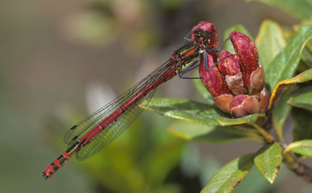 Butterfly IUCN red list: Pyrrhomosama nymphula