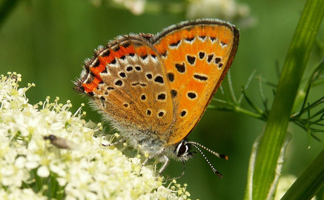 Butterfly IUCN red list: Violet Copper Lycaena helle 