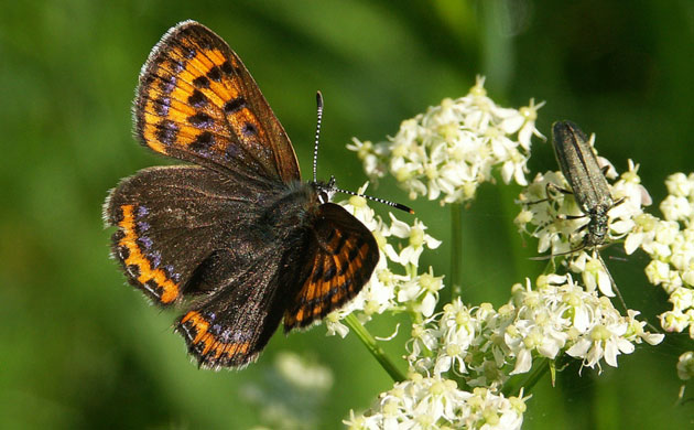 Butterfly IUCN red list: Violet Copper Lycaena helle 