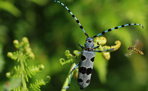 Butterfly IUCN red list: Rosalia Alpina