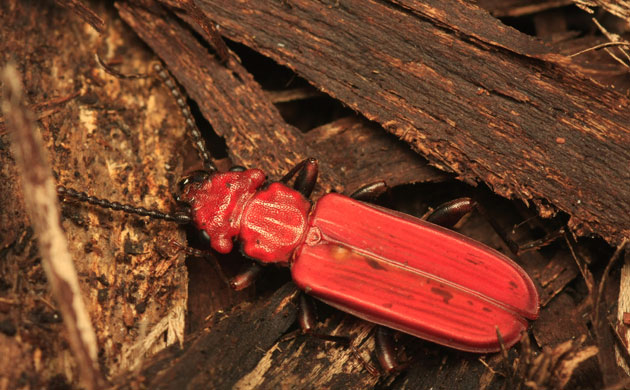 Butterfly IUCN red list: Cucujus cinnaberinus