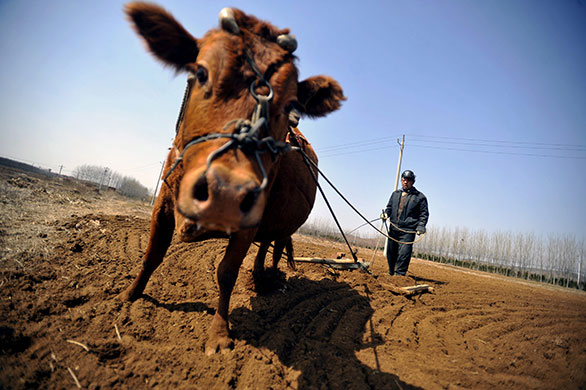 24 hours in pictures: Qingdao, China: A farmer ploughs his field with the aid of a cow