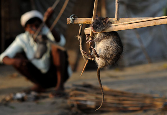 24 hours in pictures: Rat Hunting in Assam