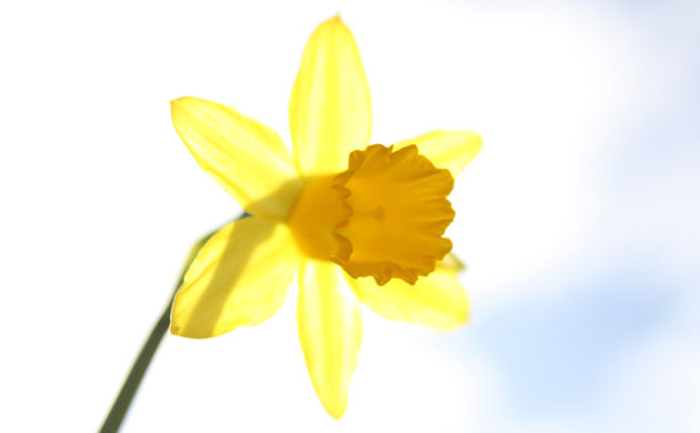 Signs of spring 2010: Readers photographs gallery on Flickr