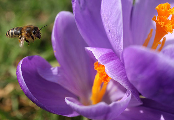 spring: The First Signs Of Spring Are Seen At Kew Gardens
