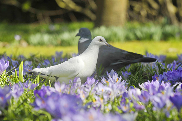 spring: Pigeons walk among blooming crocus in the sunny spring weather in Bath