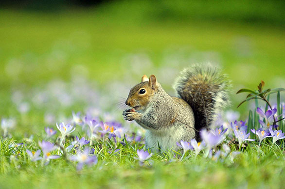 spring: A common grey squirrel among blooming crocus in the spring weather in Bath